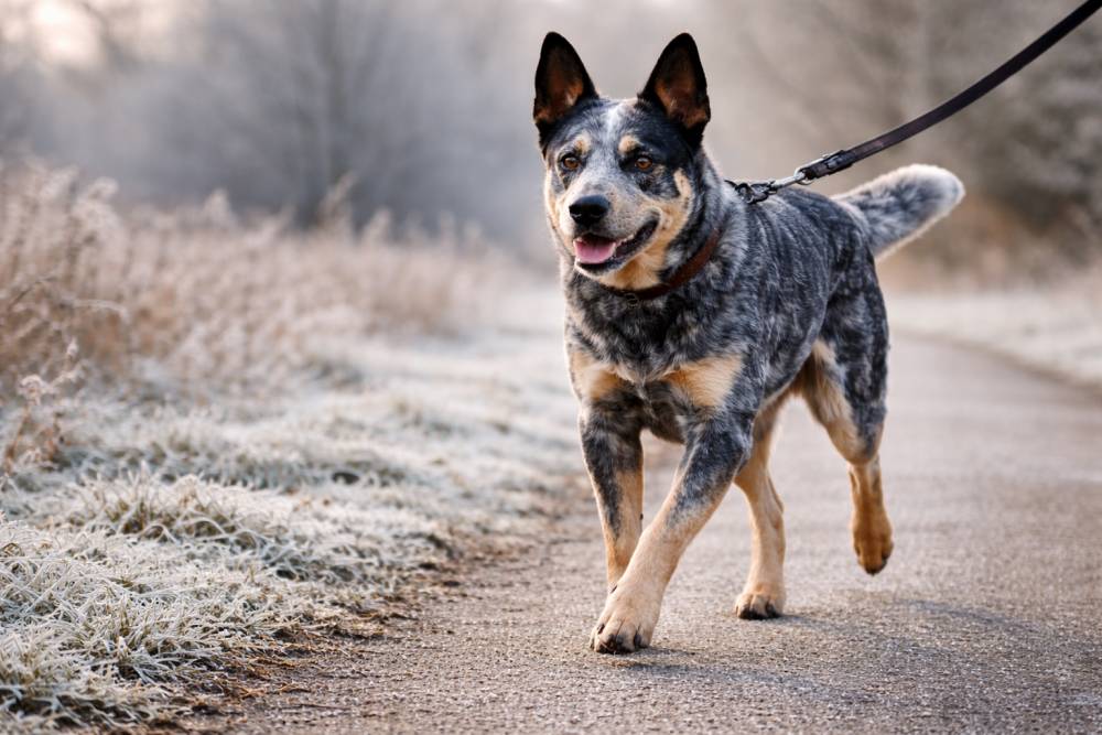 Hund läuft entspannt an der Leine an einem winterlichen Morgen.