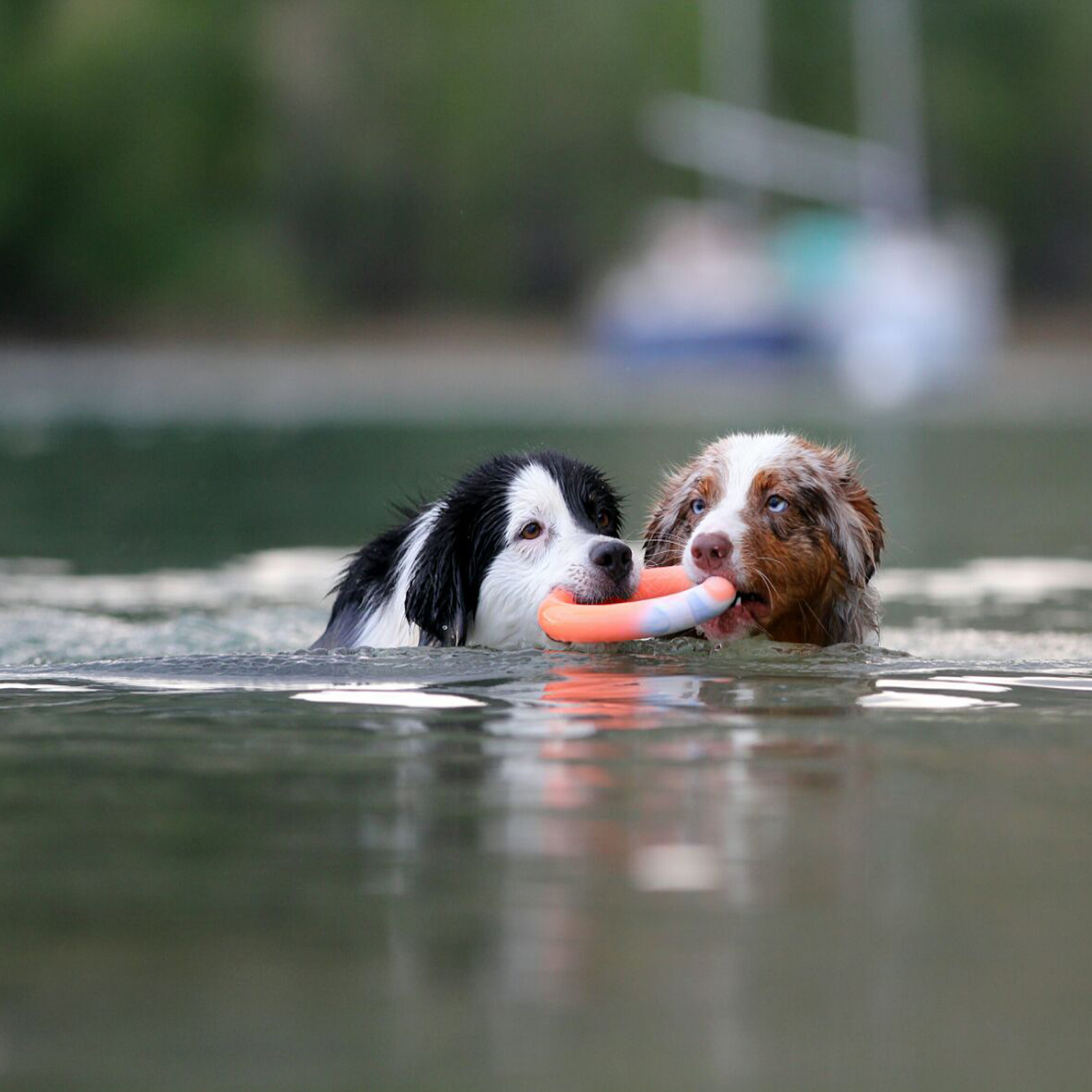 CopcoPet Hundering  Wurfring Hundespielzeug schwimmend aus Naturgummi/Vollgummi 11 cm Ø
