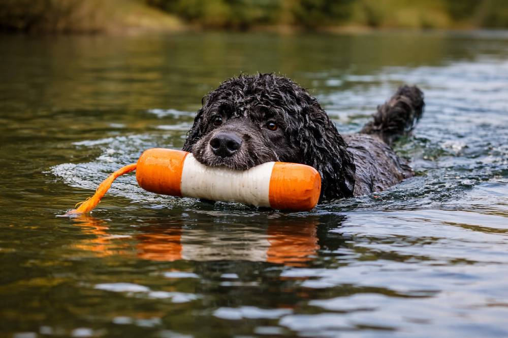 Hund bei der Wasserarbeit