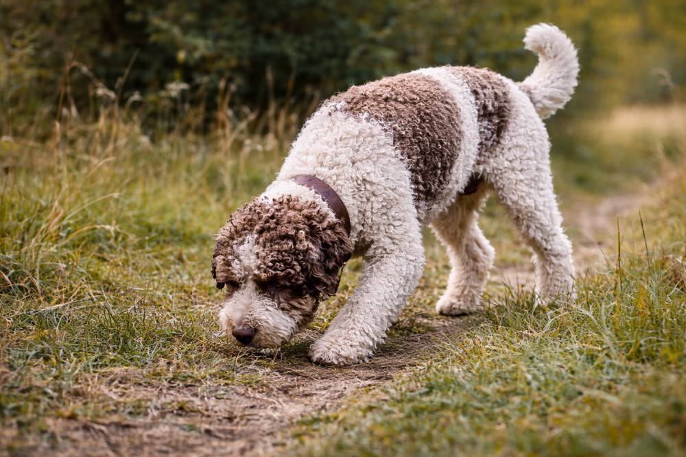 Lagotto Romagnolo im Freien