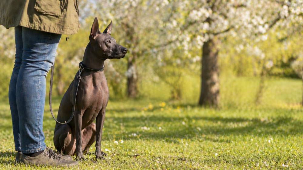 Hund sitzt aufmerksam im Park während sein Besitzer ruhig daneben steht und ihn beobachtet