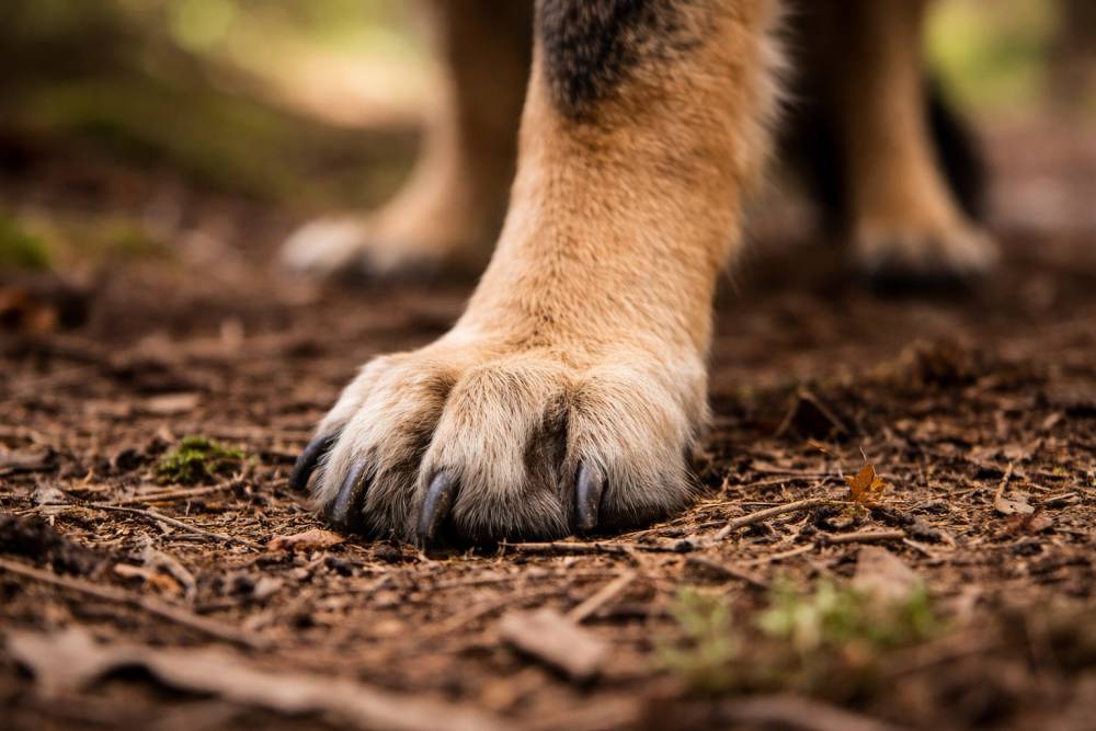 Nahaufnahme einer Hundekralle