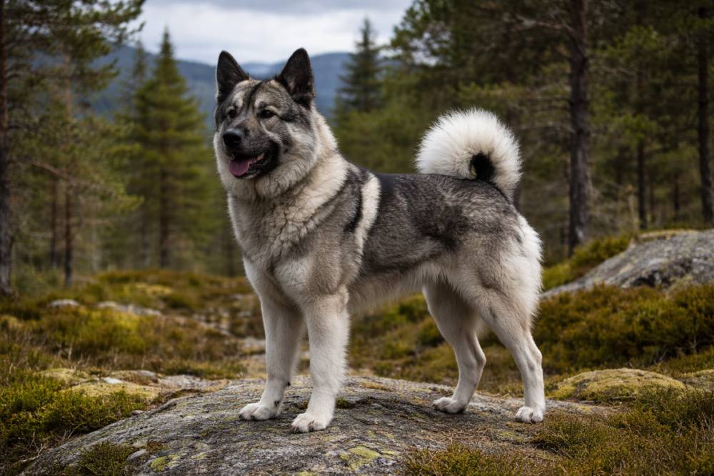 Norwegischer Elchhund Grau steht aufmerksam in nordischer Landschaft