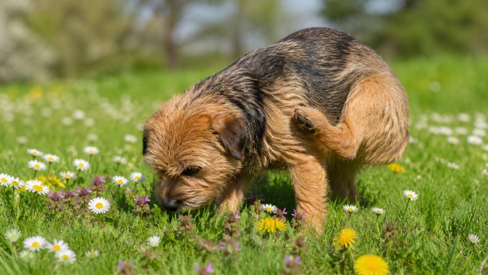 Kleiner braun-schwarzer Terrier schnuppert im Frühling an einer Wiese und kratzt sich leicht am Hals