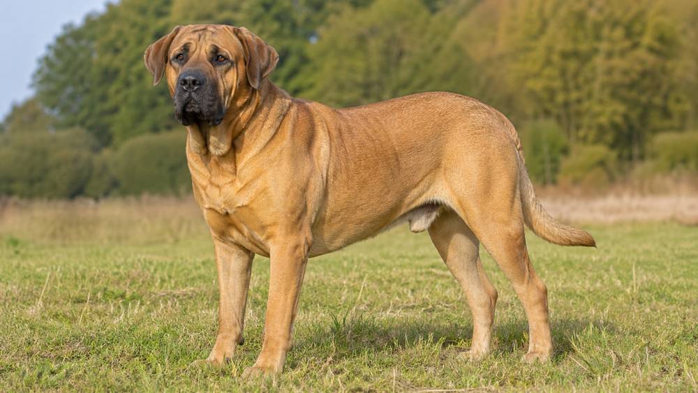 Großer kräftiger Hund mit kurzem gelb-braunem Fell steht aufmerksam auf einer Wiese