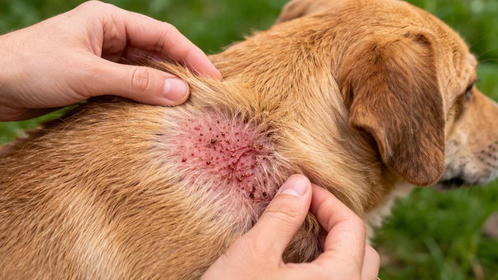 Nahaufnahme eines Hundes mit geröteter Hautstelle im Fell