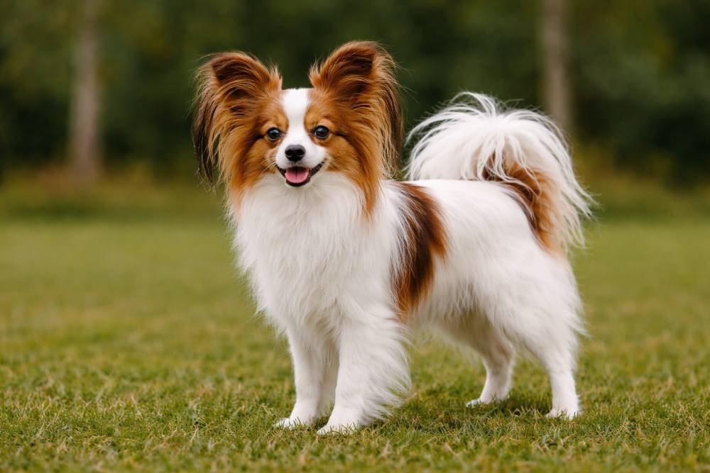 Papillon im Freien
