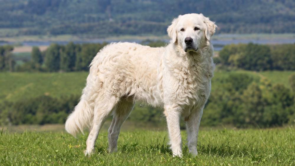 Weißer großer Hund mit dichtem Fell steht aufmerksam auf einer Wiese