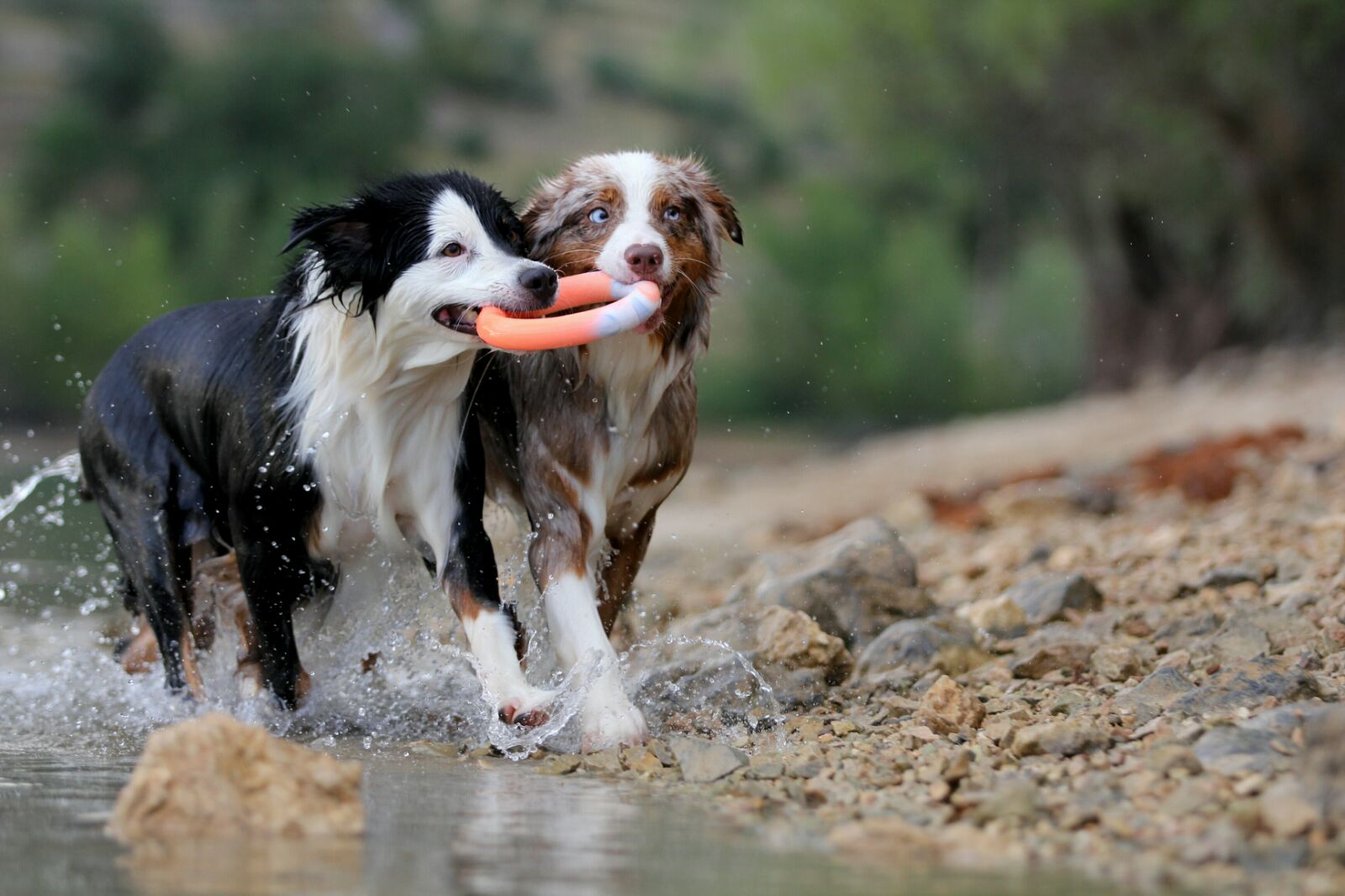CopcoPet Hundering  Wurfring Hundespielzeug schwimmend aus Naturgummi/Vollgummi 11 cm Ø x 5 Stück
