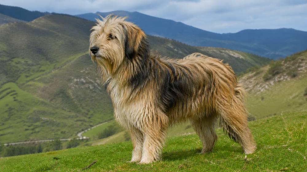 Mittelgroßer Hütehund mit langem Fell steht aufmerksam auf einer grünen Wiese im Gebirge