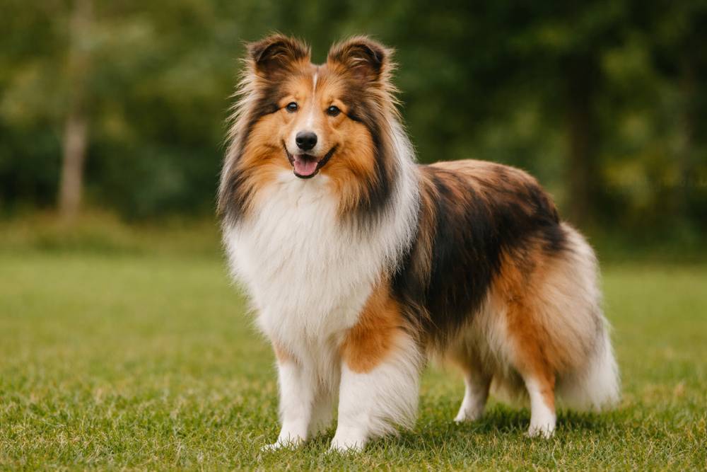 Shetland Sheepdog im Freien