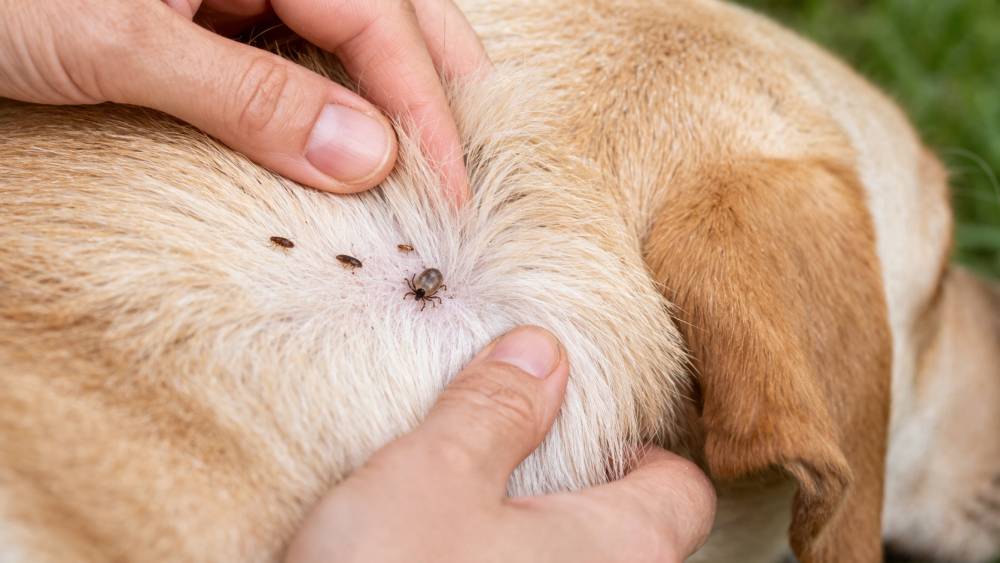 Nahaufnahme von Flöhen und Zecken im Fell eines Hundes auf der Hautoberfläche