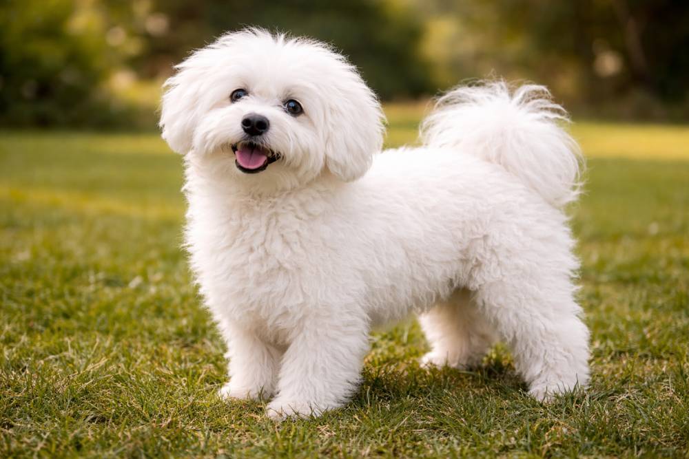 Bologneser im Freien