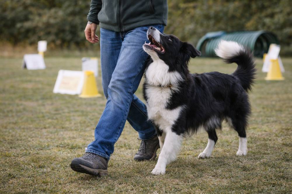 Hund beim Rally Obedience Parcours