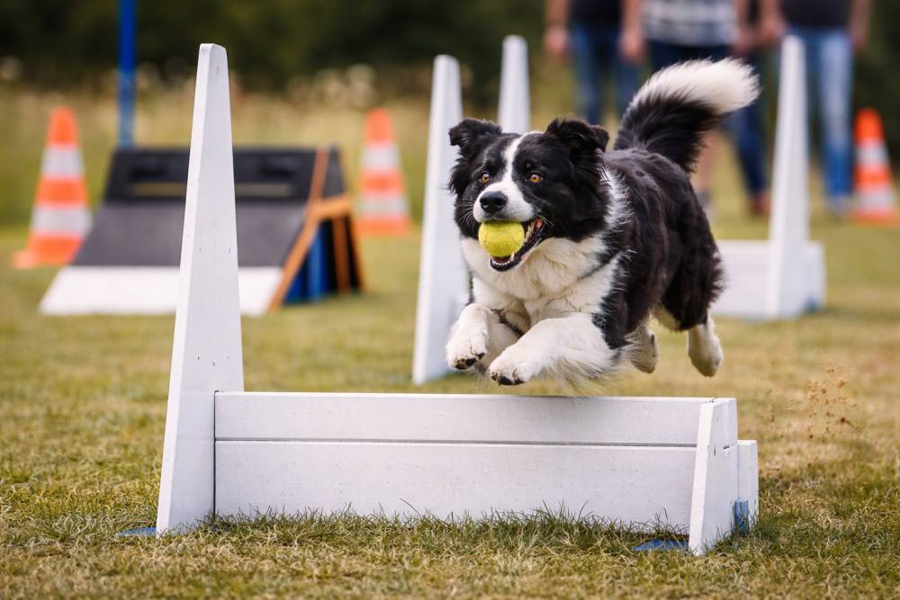 Hund beim Flyball-Wettkampf