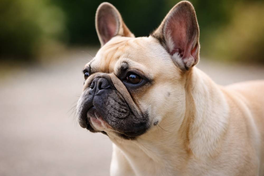 Französische Bulldogge mit kurzer Schnauze und flachem Gesicht in seitlicher Ansicht