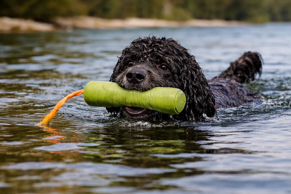 Portugiesischer Wasserhund im Wasser