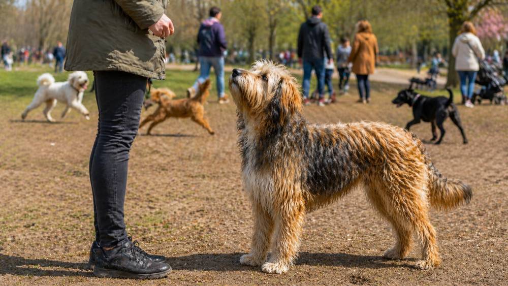 Hund schaut aufmerksam zu seiner Halterin in einem belebten Park mit anderen Hunden im Hintergrund