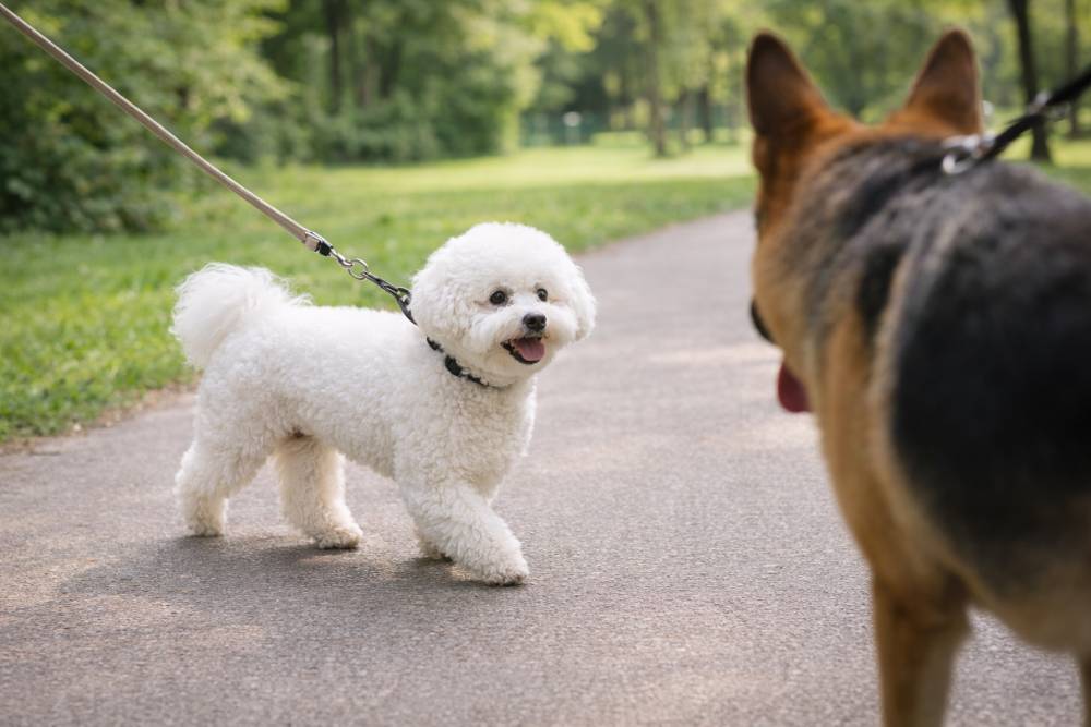 Bichon Frisé läuft ruhig an lockerer Leine auf einem Parkweg an einem anderen Hund vorbei bei natürlichem Tageslicht