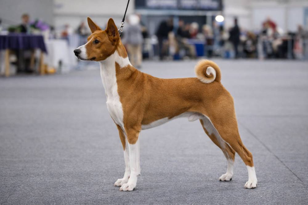 Hund bei einer internationalen Hundeausstellung